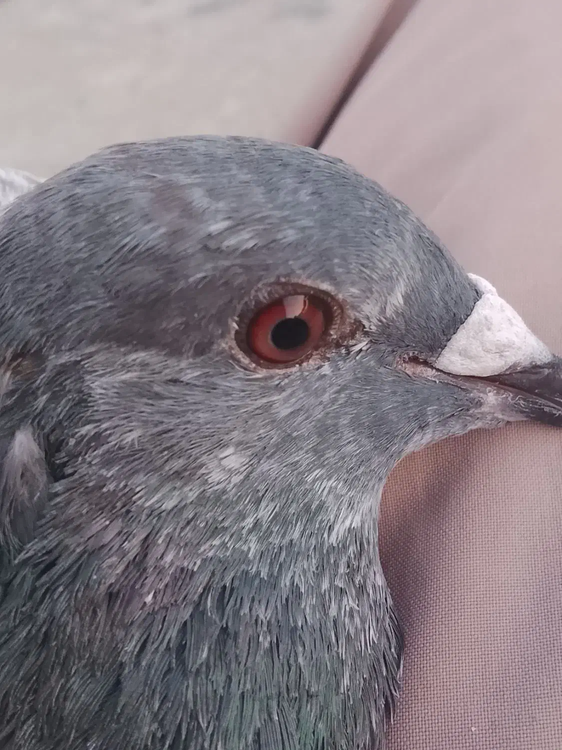 کبوتر مسافتی|پرنده|تاتار علیا, |دیوار