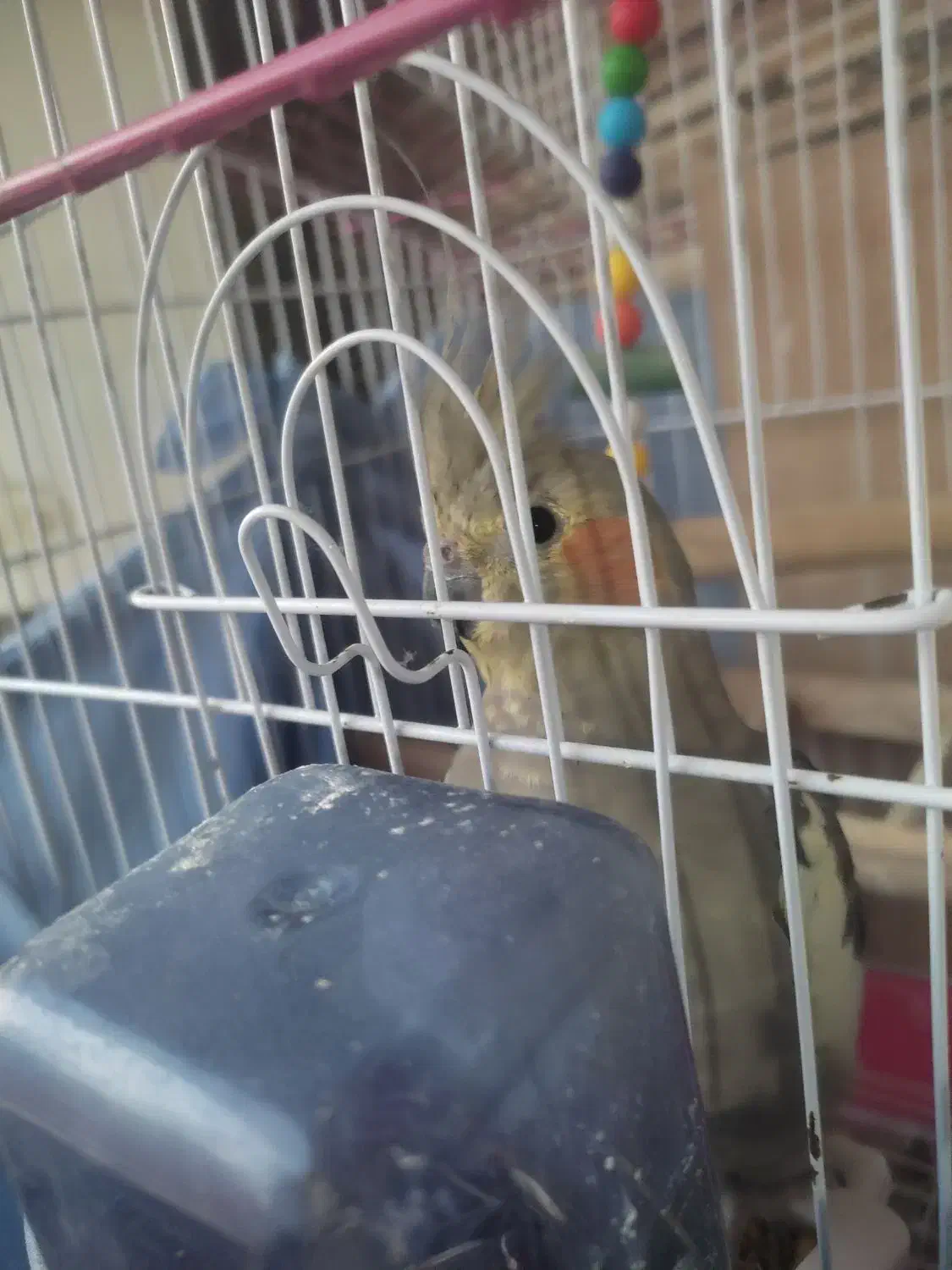 طوطی عروس هلندی|پرنده|بابل, |دیوار