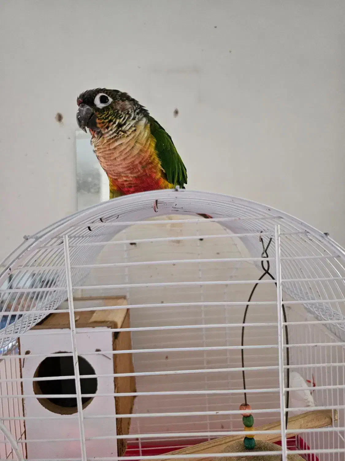 طوطی گرینچیک سبز|پرنده|اصفهان, باغ دریاچه|دیوار