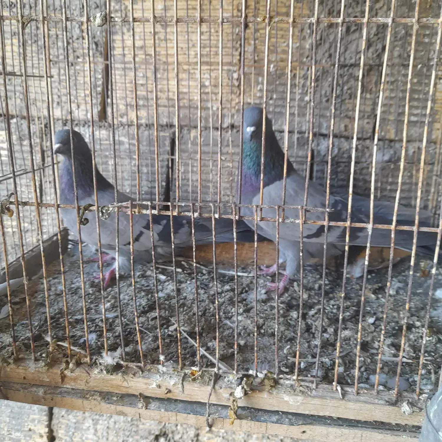 کفتر پرشی|پرنده|زرندیه, |دیوار