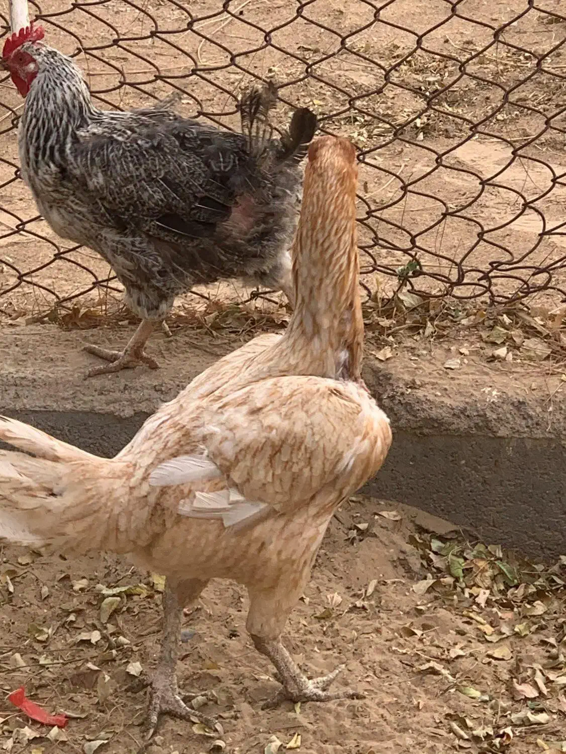 مرغ لاری|حیوانات مزرعه|تایباد, |دیوار