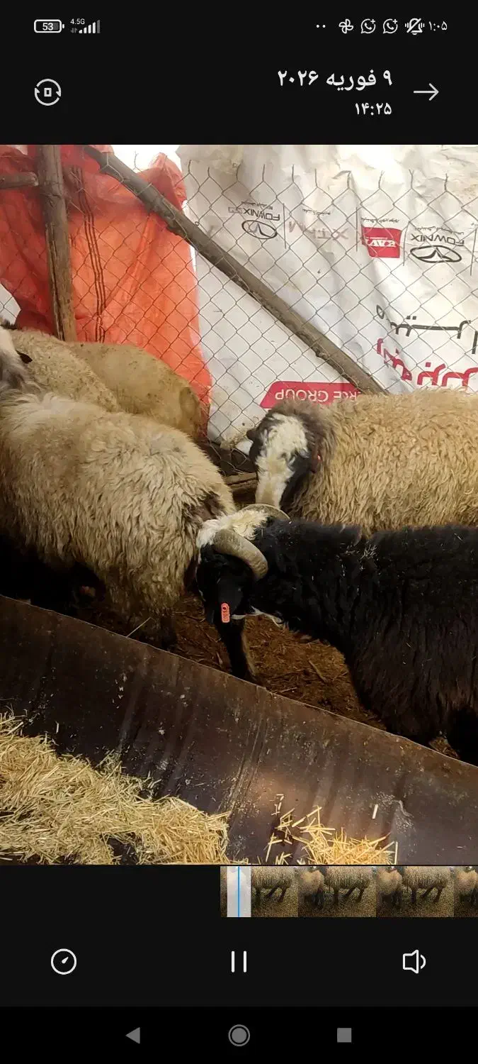 بره نر چاق|حیوانات مزرعه|پاسارگاد, |دیوار