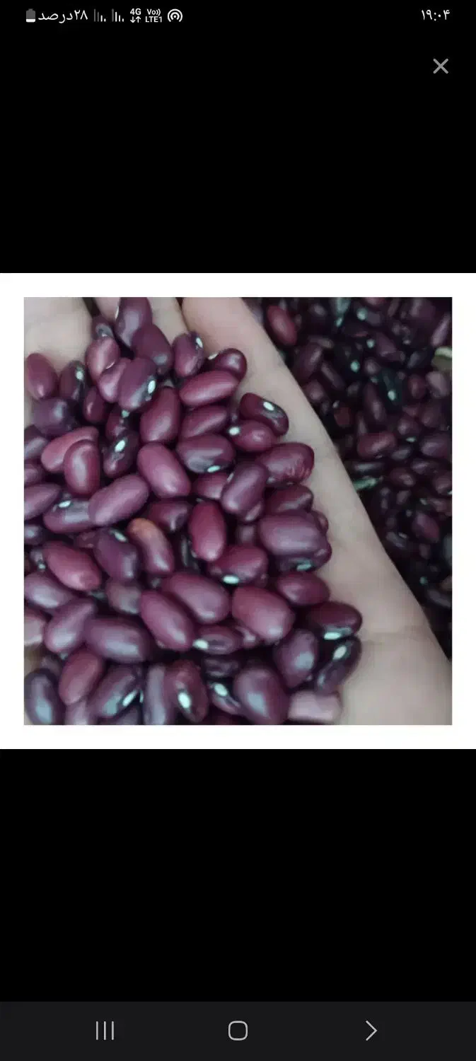 لوبیا قرمز درجه یک اعلا|عمده‌فروشی|سمیرم, |دیوار