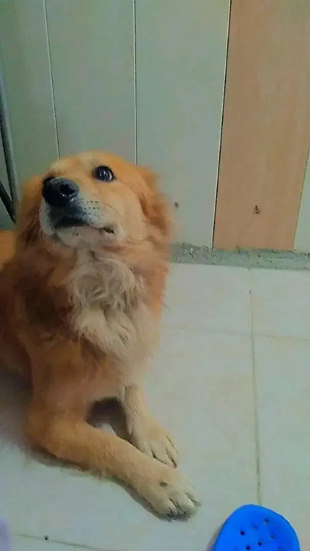 سگ نژاد کورگی اشپیتز|سگ|فردیس, سرحد آباد|دیوار