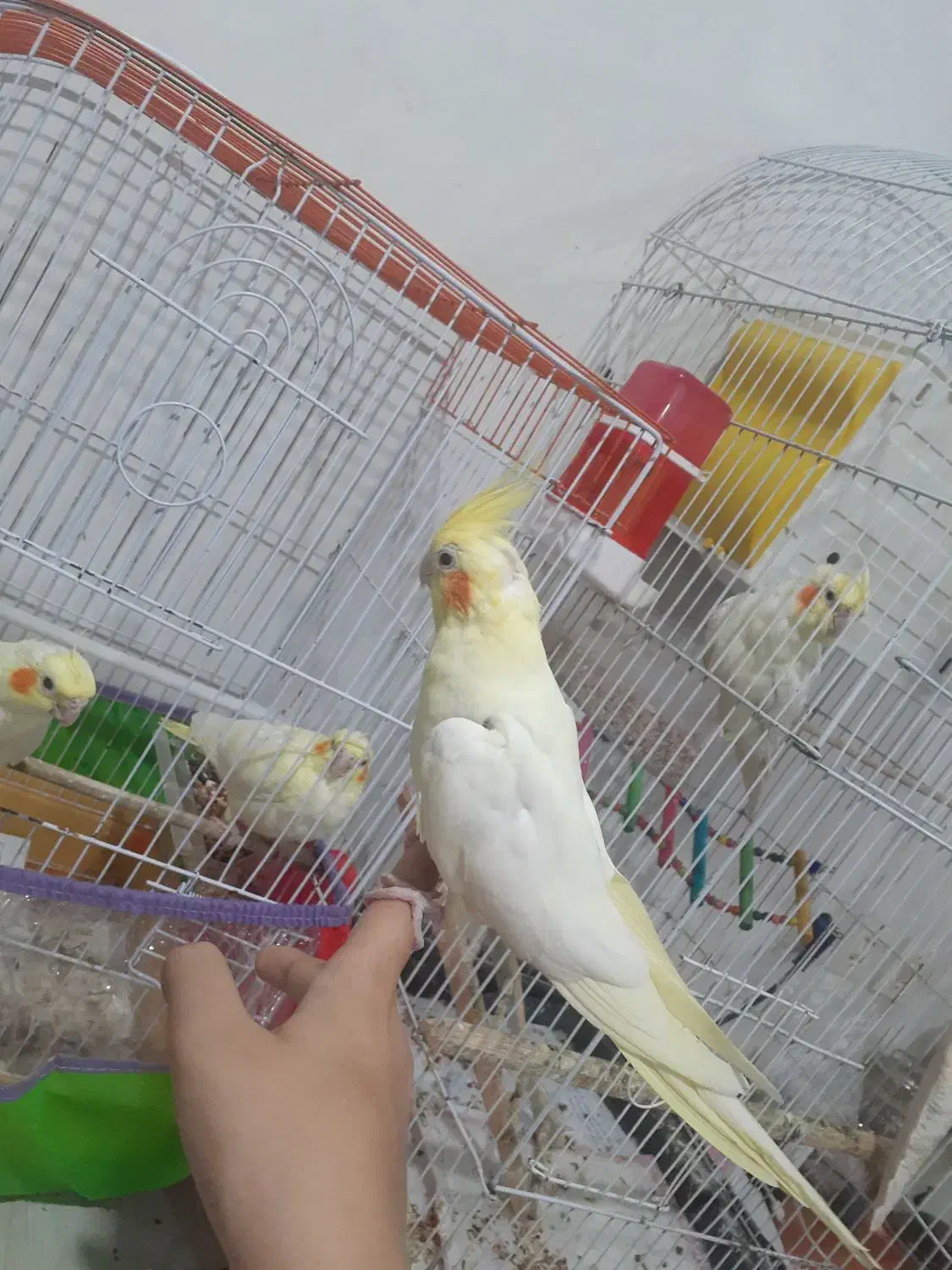 عروس هلندی مولد جوجه دار اهلی سخنگو|پرنده|تبریز, |دیوار