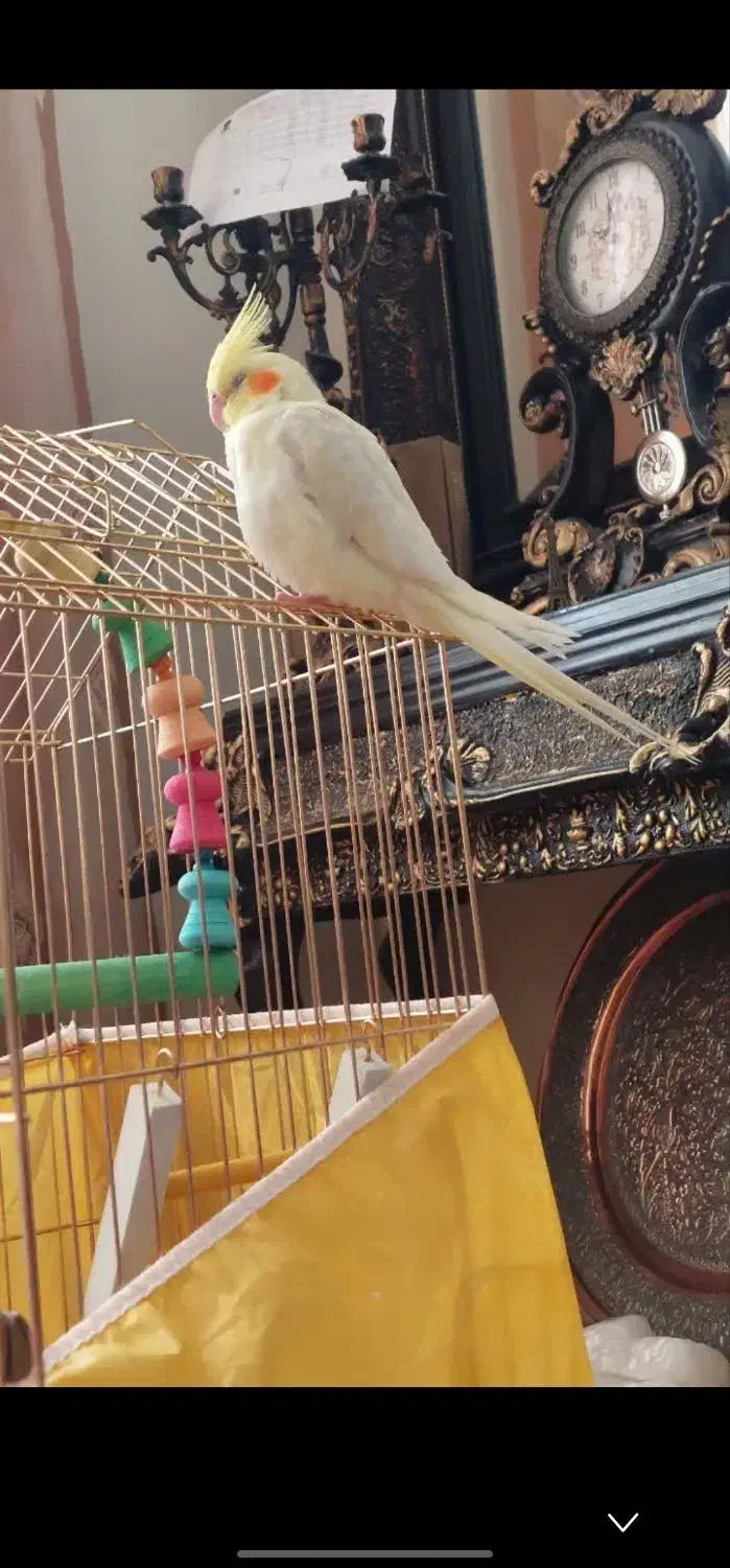 عروس هلندی گم شده|حیوانات|قم, تکیه آقا سید حسنی|دیوار