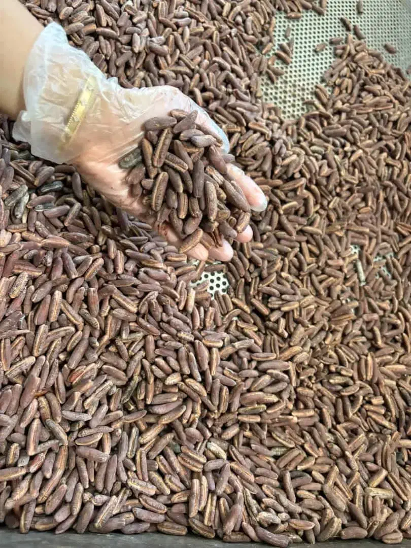 قهوه  هسته خرما درجه یک|عمده‌فروشی|بافق, |دیوار