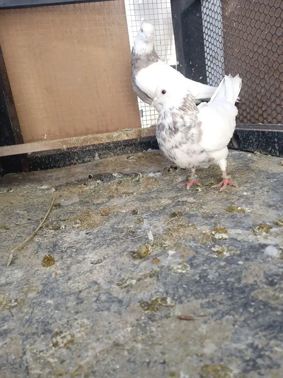 طوقی|پرنده|تهران, اقدسیه|دیوار