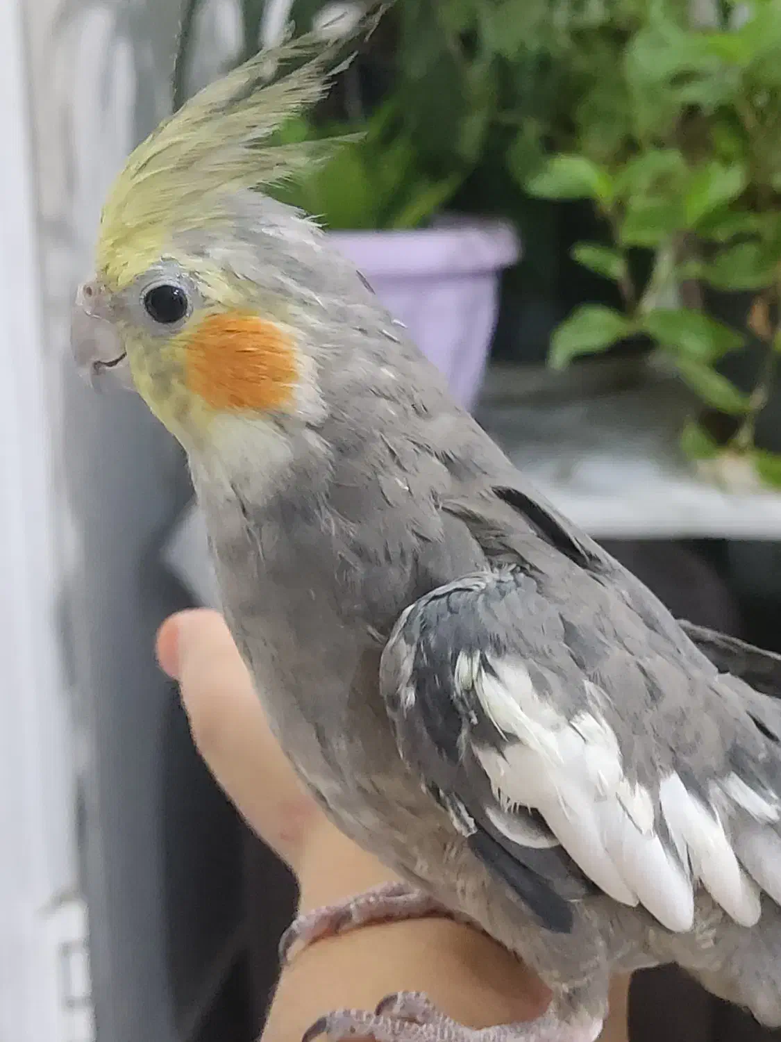 جوجه عروس هلندی|پرنده|اندیمشک, |دیوار