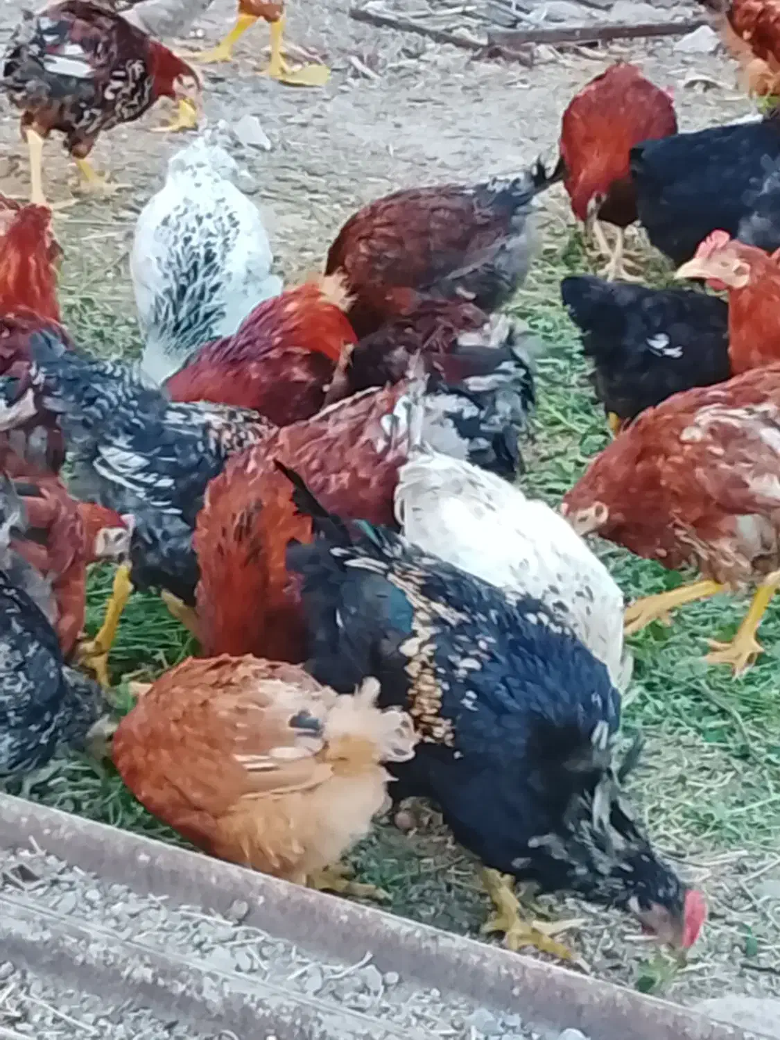 فریح (مرغ جوان)|حیوانات مزرعه|مرند, |دیوار