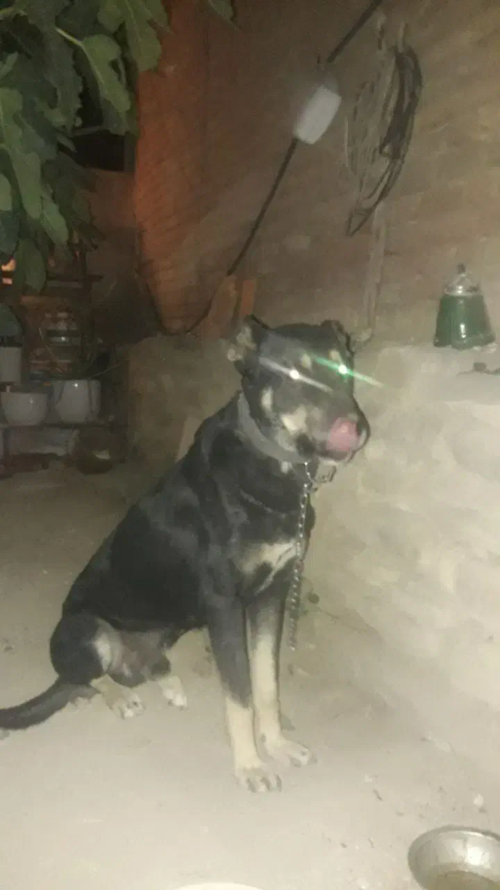 گمشده|حیوانات|همدان, |دیوار