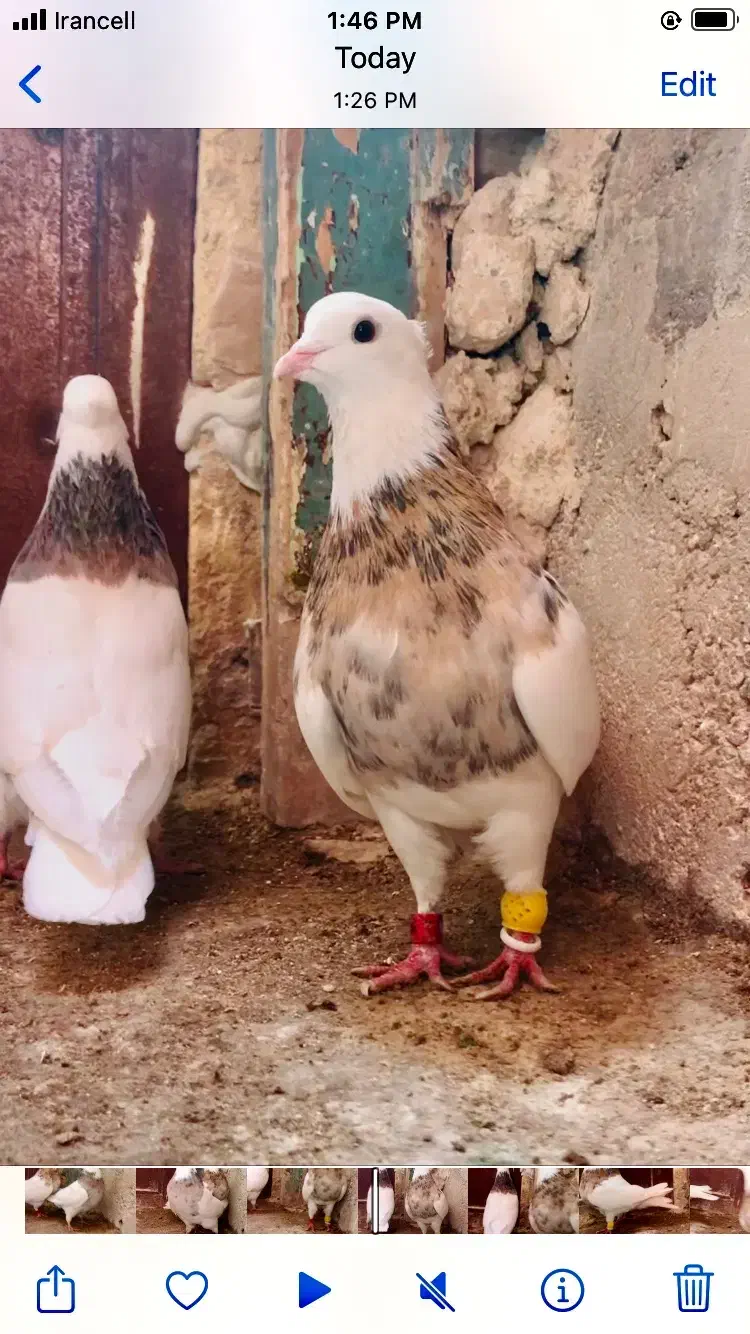 کبوتر|حیوانات|بجنورد, |دیوار