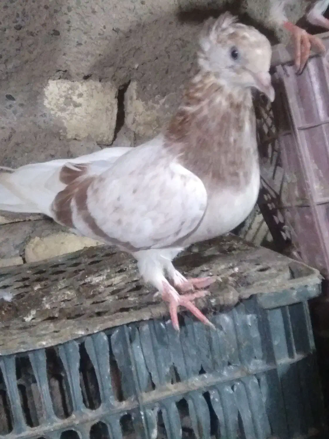 کبوتر|پرنده|قرچک, محمد آباد|دیوار