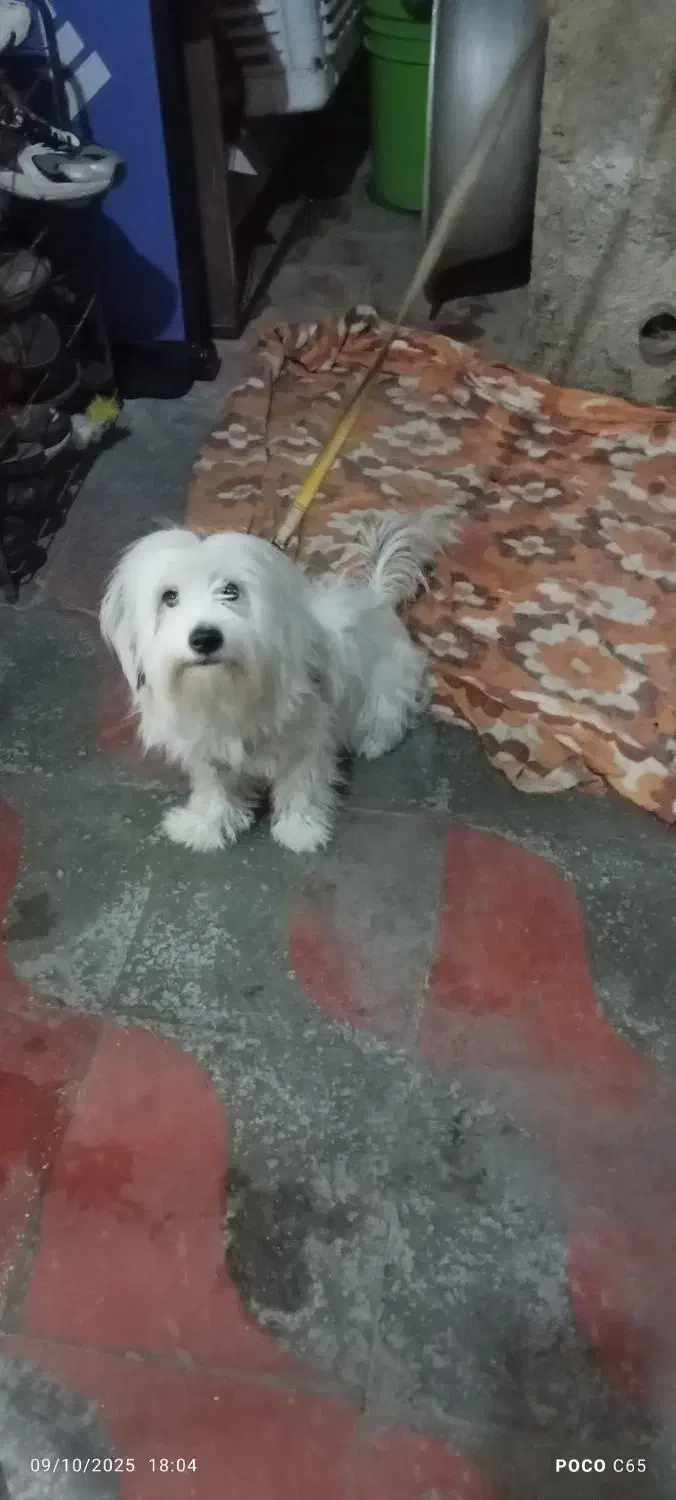 سگ پاکوتاه|سگ|شیراز, شهرک کوشکک|دیوار