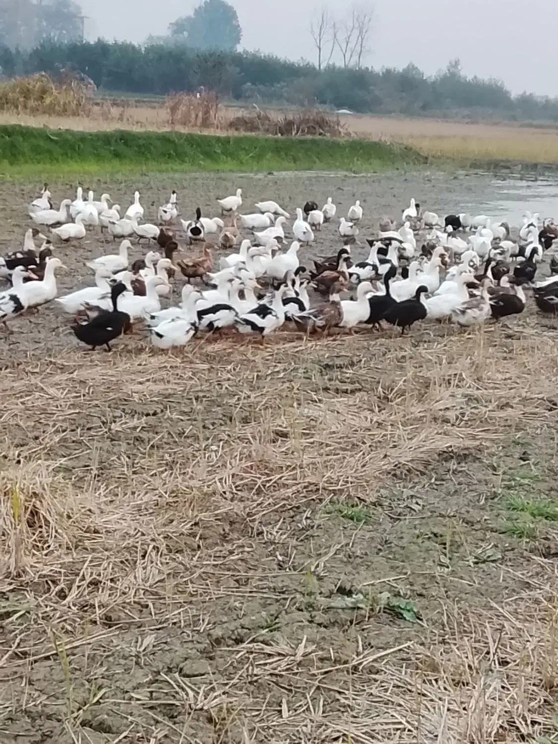 فروش اردکی محلی ۴ ماهه|حیوانات مزرعه|رودسر, |دیوار