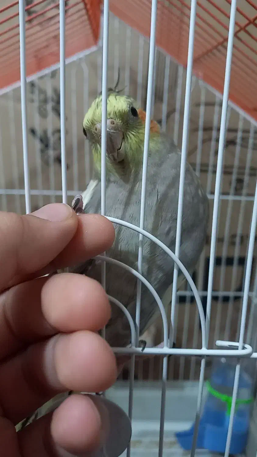 عروس هلندی نر و ماده|پرنده|تبریز, |دیوار