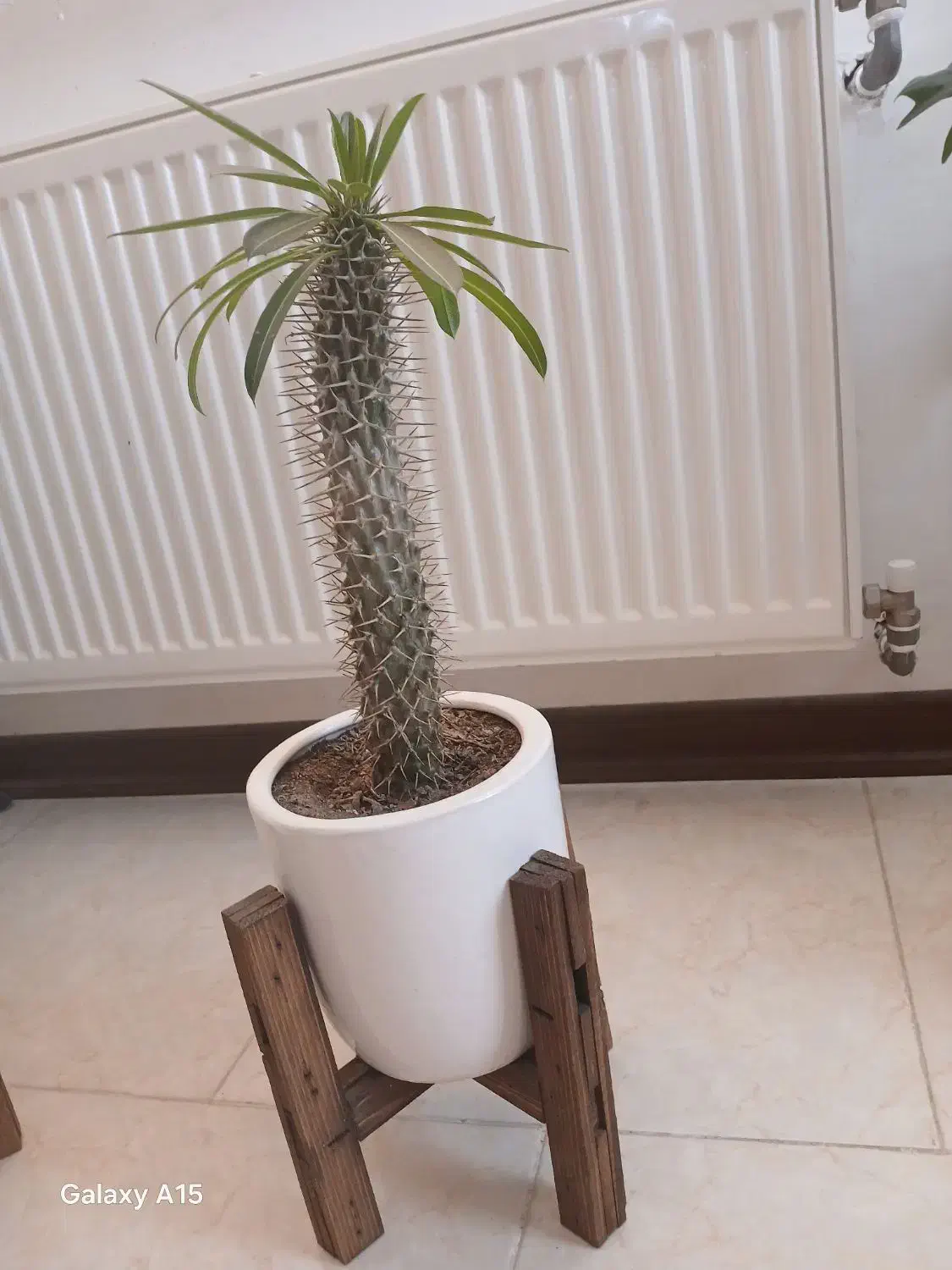 گل طبیعی|گل و گیاه طبیعی|صدرا-فارس, فاز ۱|دیوار