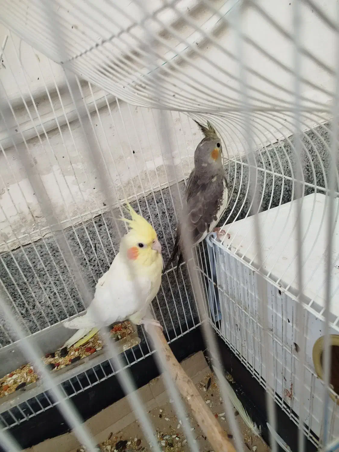 عروس هلندی نر و ماده جفت دوساله|پرنده|ارومیه, |دیوار