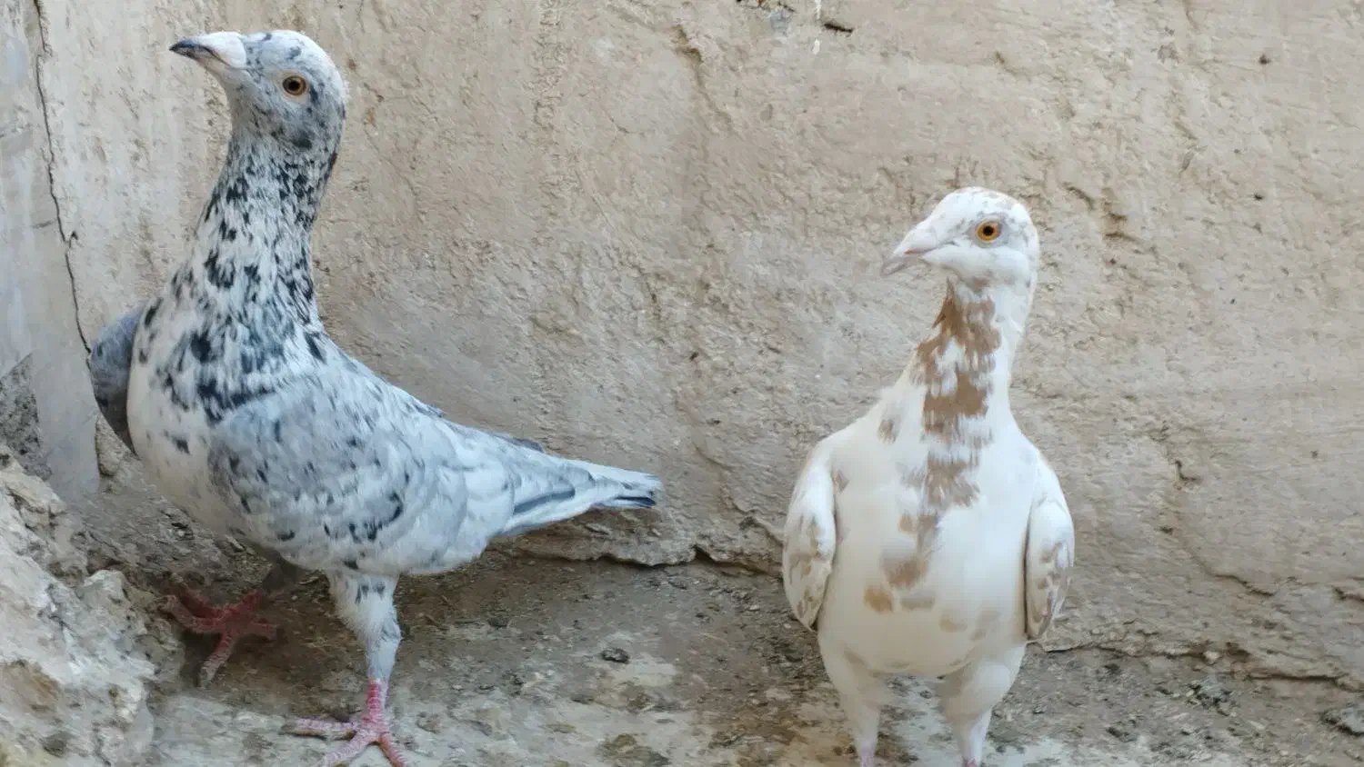کبوتر جفتگاه|پرنده|فردوس (خراسان), |دیوار