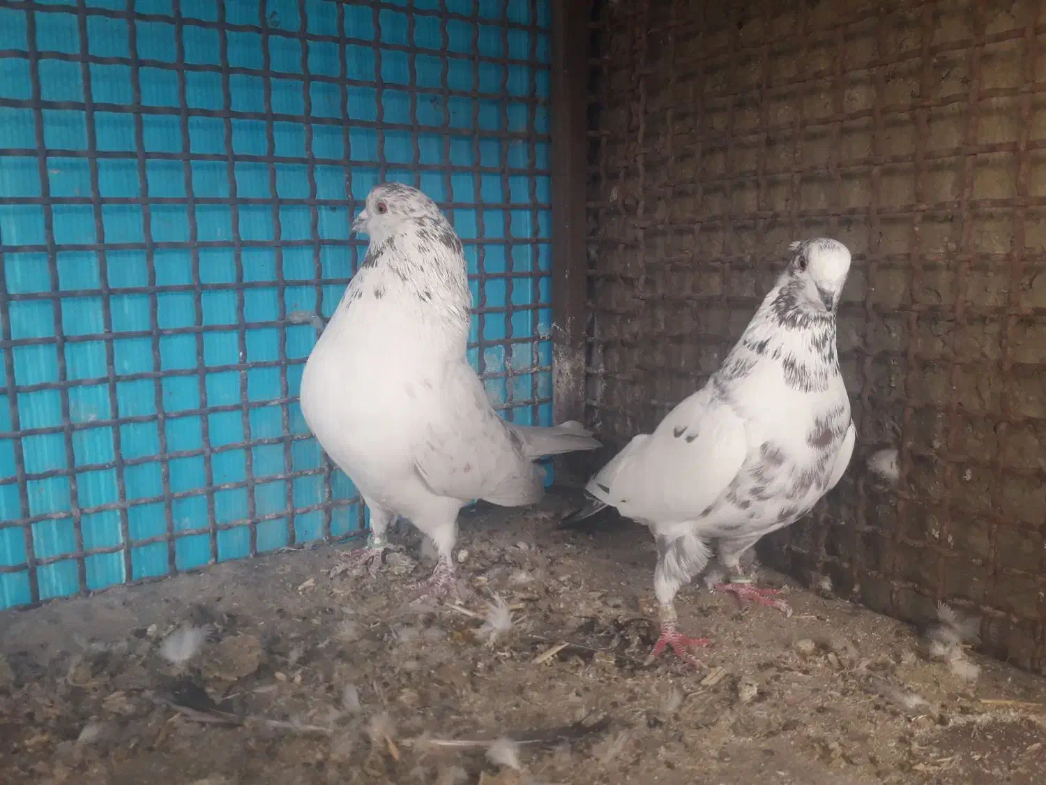 باسلام ب همه عشق بازها|پرنده|خمینی‌شهر, |دیوار