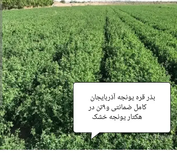 بذر قره یونجه آذربایجان با راندمان بالا|خدمات باغبانی و درختکاری|اهواز, آریاشهر|دیوار
