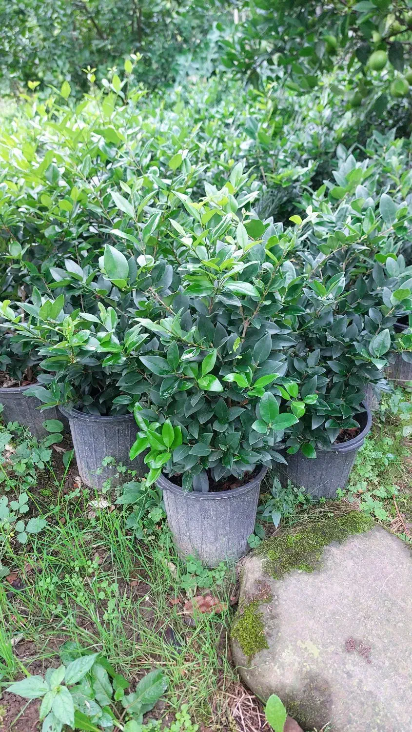 گل یاس هلندی سطل ۱۰|گل و گیاه طبیعی|رحیم‌آباد, |دیوار