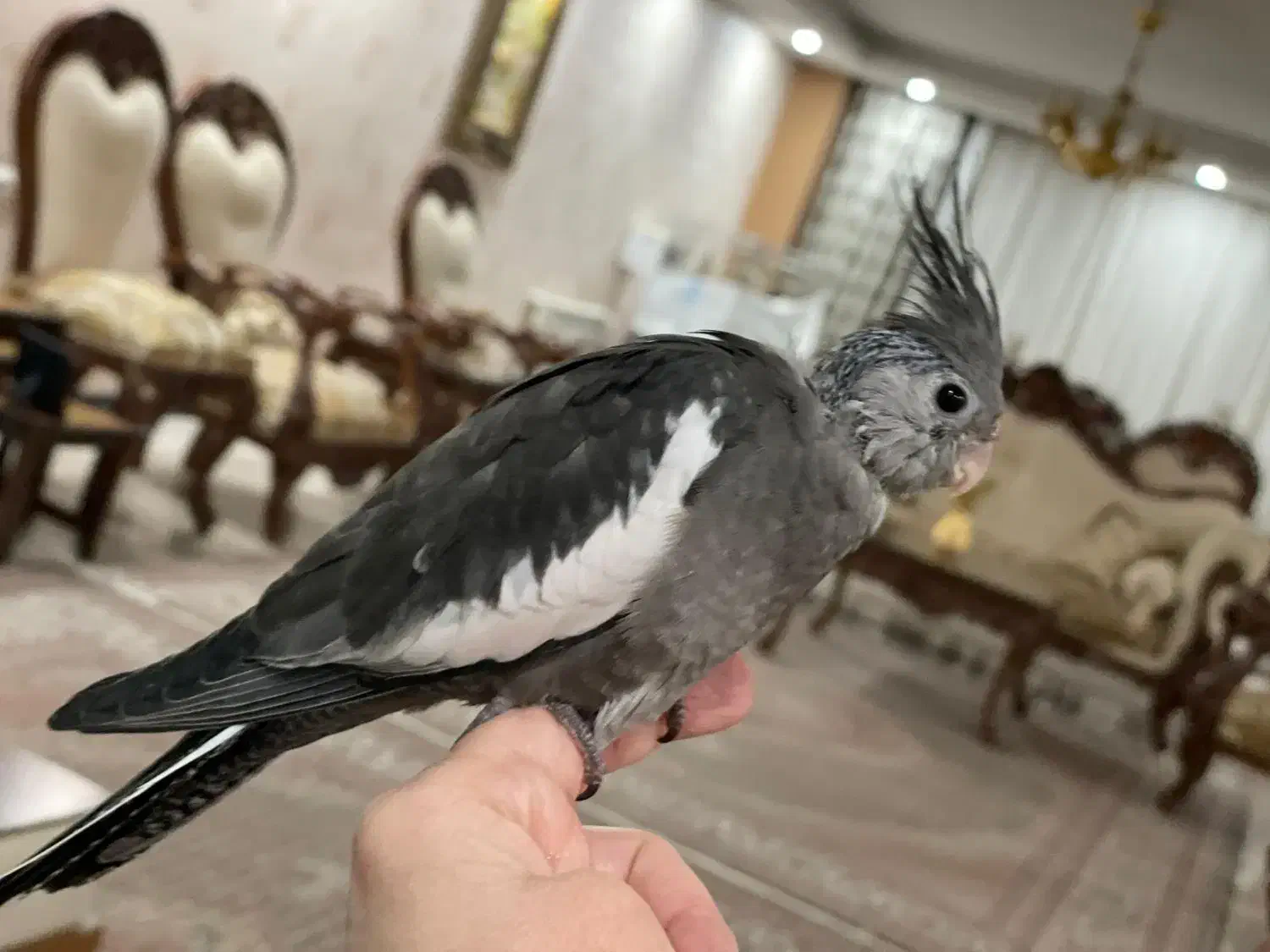 جوجه عروس هلندی ۳۵ روزه|پرنده|فردیس, منظریه|دیوار