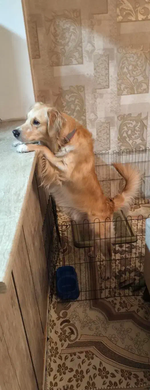 سگ گلدن|سگ|فردیس, منظریه|دیوار