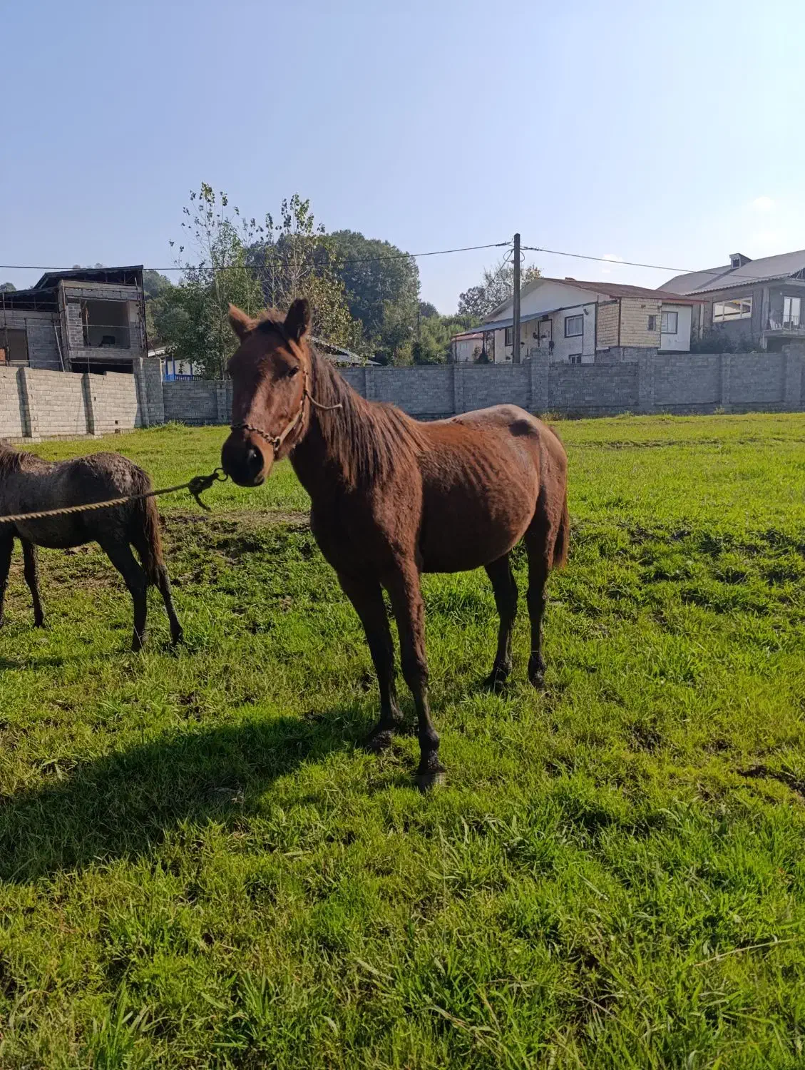 مادیان با کره نریان|اسب و تجهیزات اسبسواری|لاهیجان, آهندان|دیوار