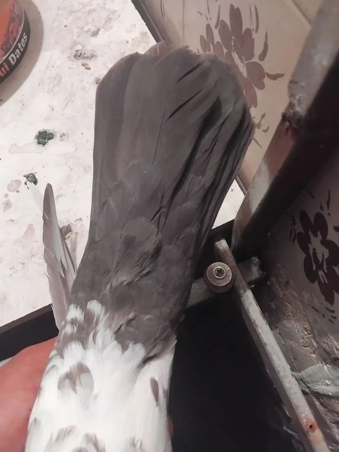 کبوتر. معاوضه با دمب سفید|پرنده|مرودشت, بیست متری بیمارستان|دیوار