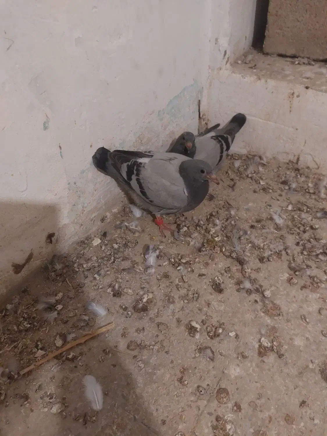 کبوتر مسافتی و رنگه|پرنده|درمیان, |دیوار