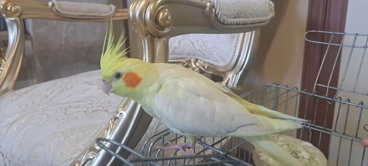 طوطی کاکاتیل (عروس)|پرنده|تبریز, |دیوار