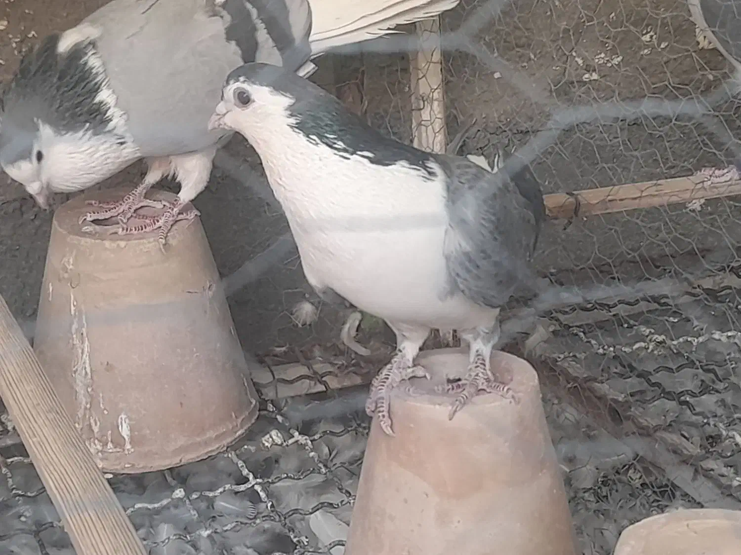 نر فولادی سر قدیم و نر خرقه|پرنده|برخوار, |دیوار