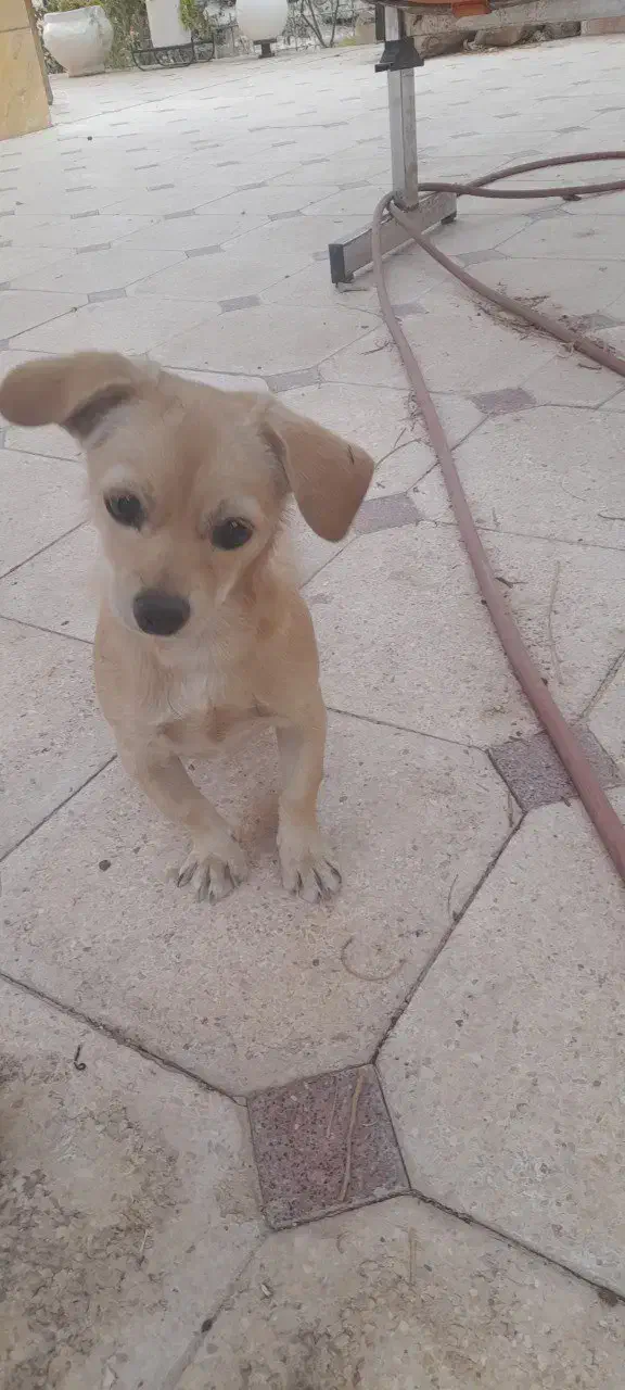 فروش سگ نژاد دار اصل|سگ|بم, |دیوار