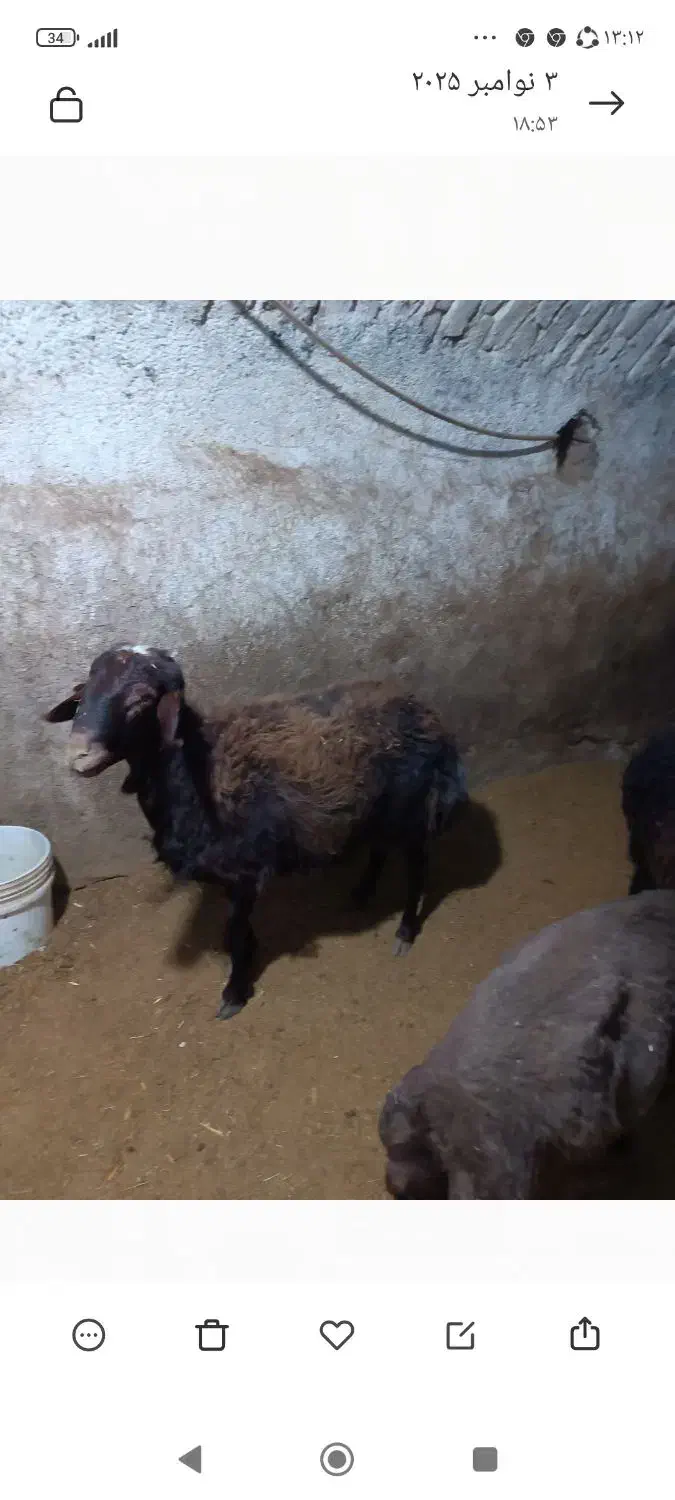 گوسفند نر کشتاری همدان رزن|حیوانات مزرعه|رزن, |دیوار