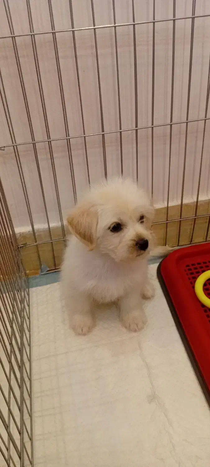 سگ خانگی|سگ|پرند, فاز ۵|دیوار