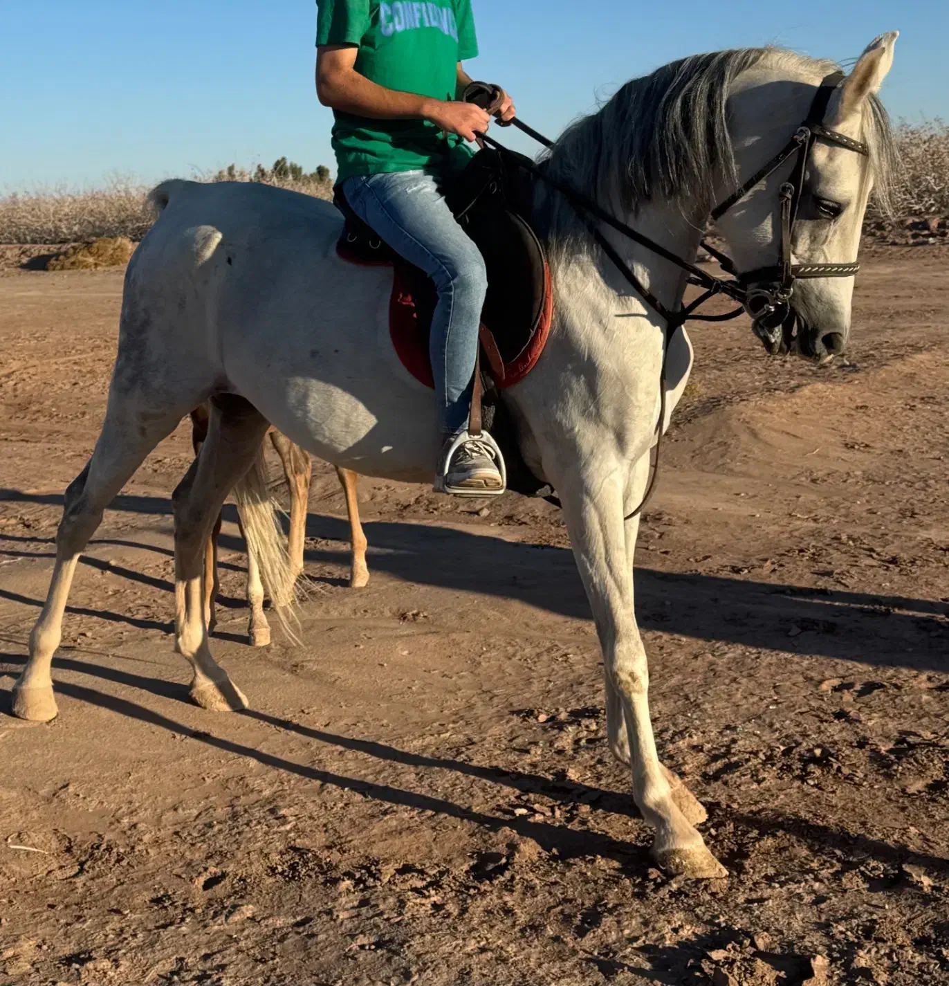 اسب مادیان فروشی|اسب و تجهیزات اسب‌سواری|رفسنجان, |دیوار