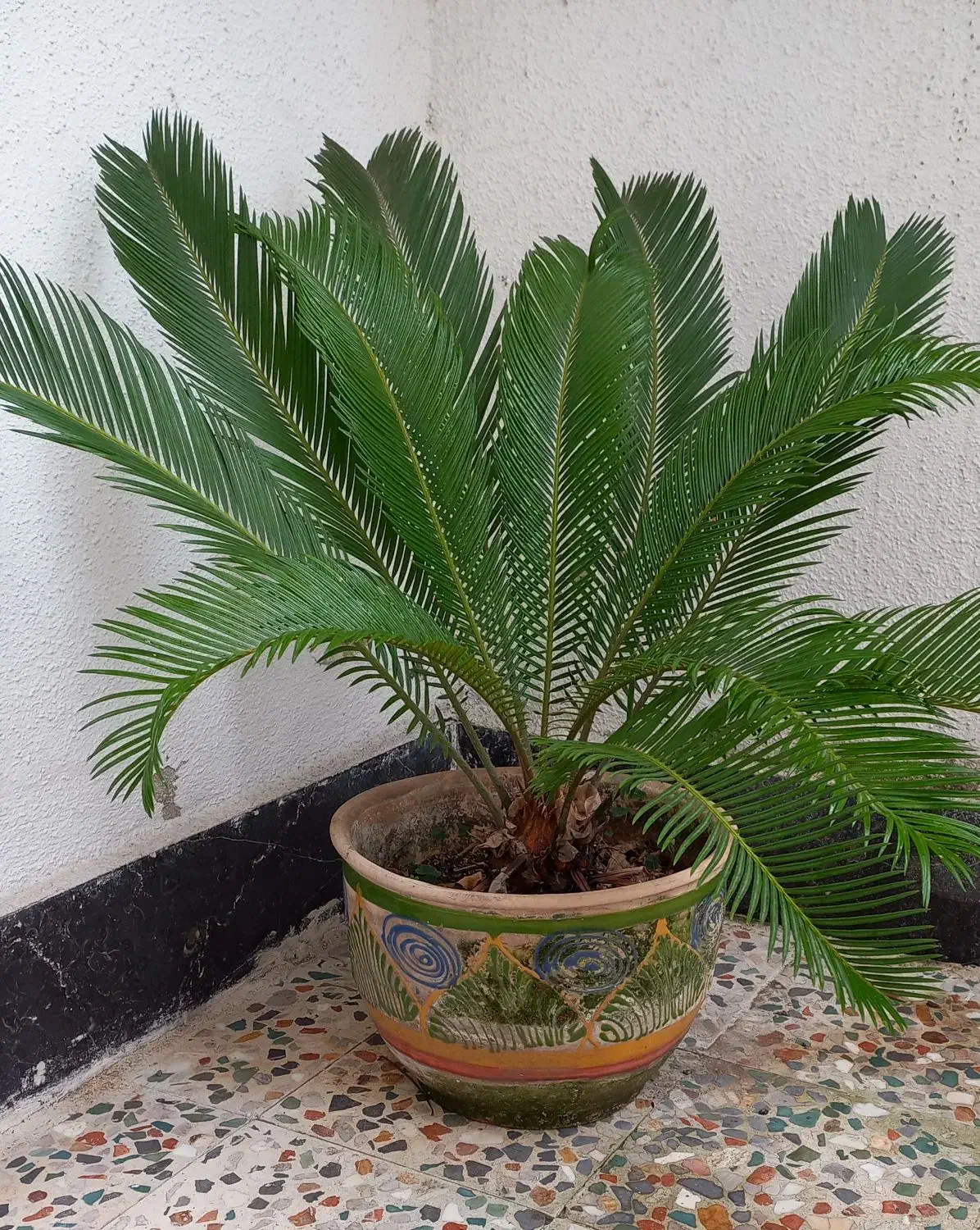 گل و گیاه|گل و گیاه طبیعی|رشت, معلم|دیوار