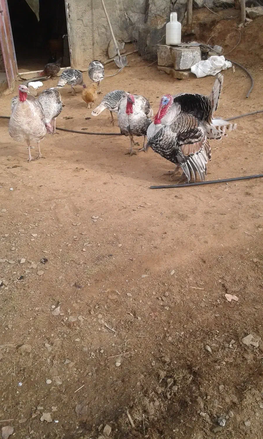 بوقلمون محلی|حیوانات مزرعه|بوکان, |دیوار