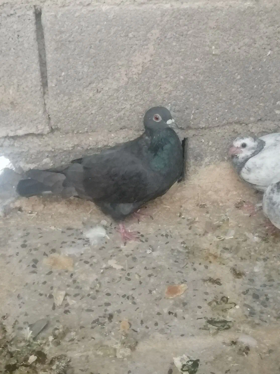 کبوتر کاغذی|پرنده|لنده, |دیوار