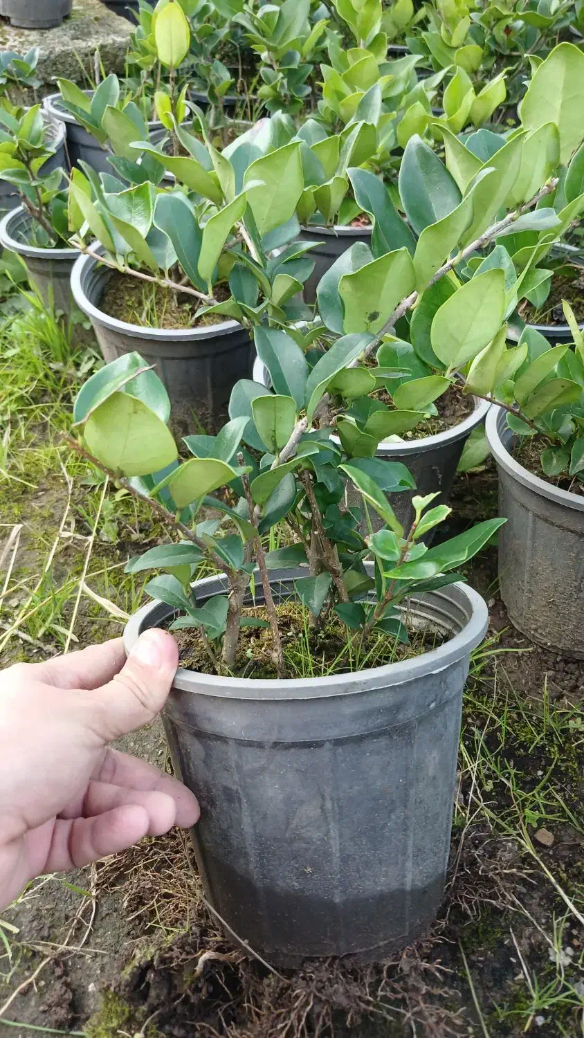 یاس هلندی|گل و گیاه طبیعی|کلاچای, |دیوار