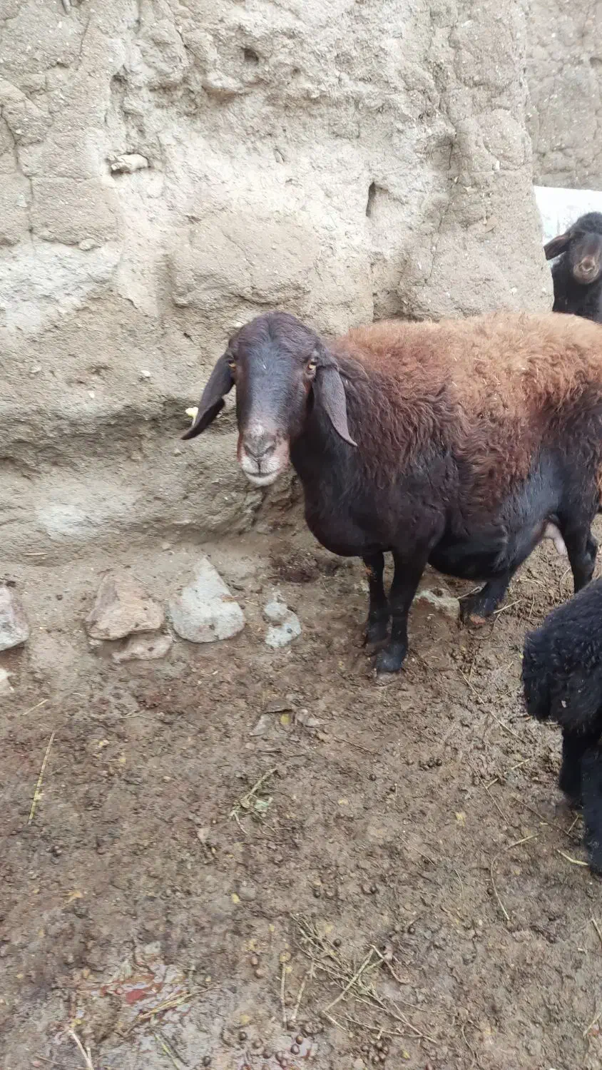 گوسفند ماده|حیوانات مزرعه|انزل, |دیوار