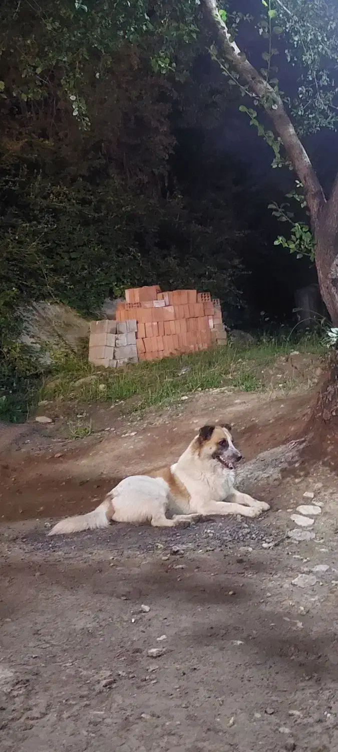 سگ نر گمشده|حیوانات|گرگان, |دیوار