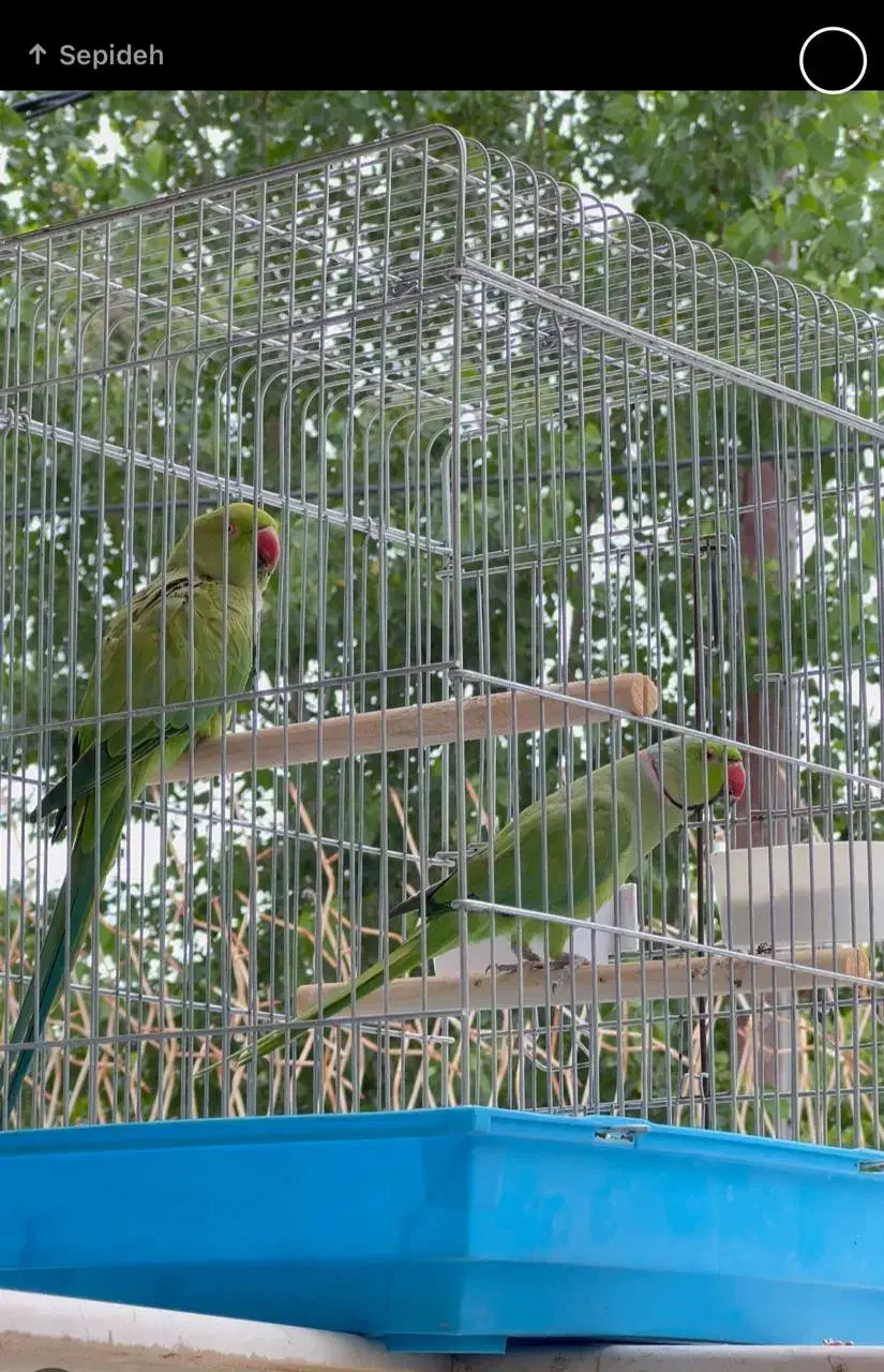 یک جفت ملنگو کارداده|پرنده|کرج, محمد آباد|دیوار