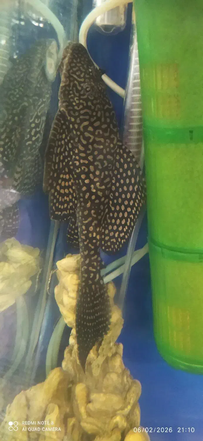 لجنخوار|ماهی|پردیس, فاز ۶|دیوار