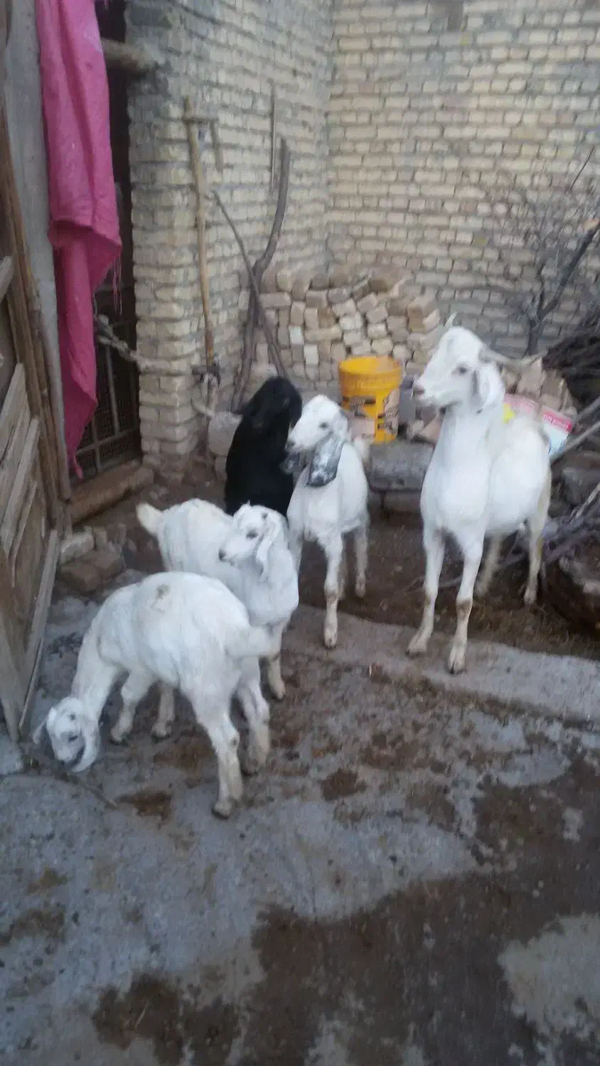 بزغاله نر و ماده|حیوانات مزرعه|باغ بهادران, |دیوار