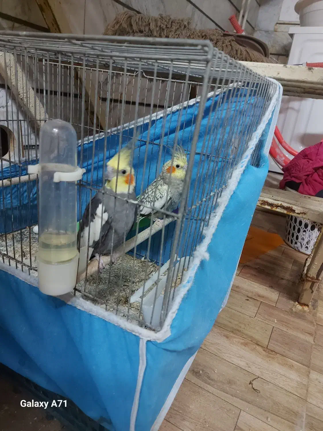 عروس هلندی|پرنده|آبادان, |دیوار