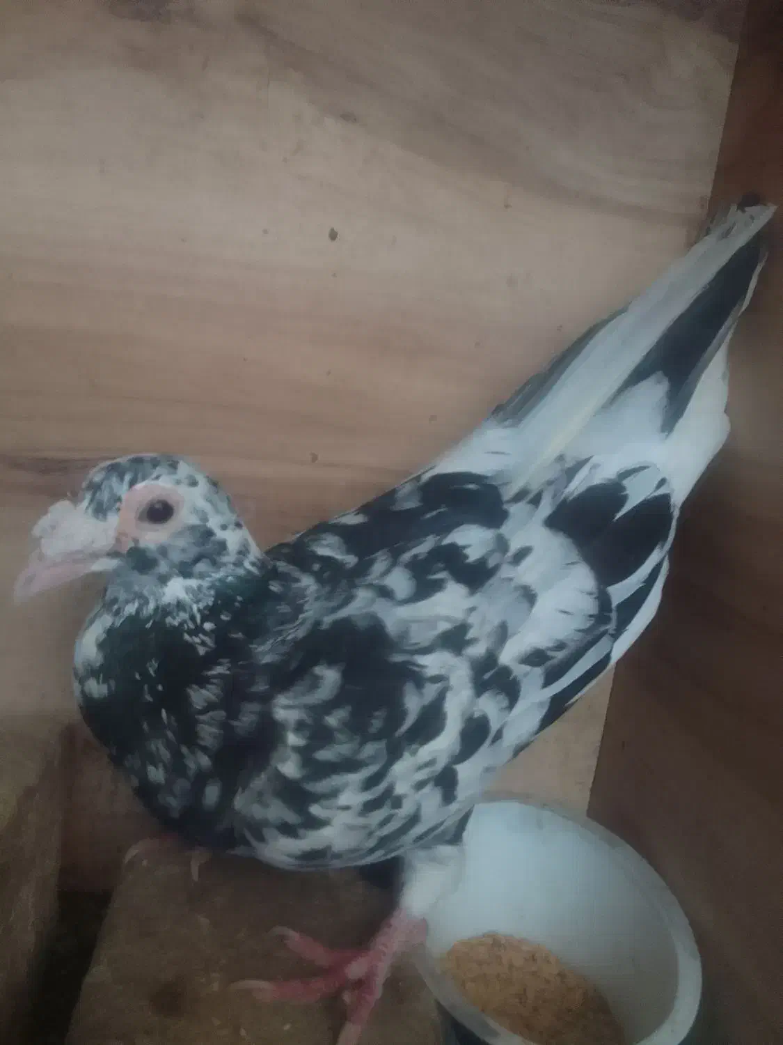 کفتر هفت رنگ.|حیوانات|تاکستان, |دیوار