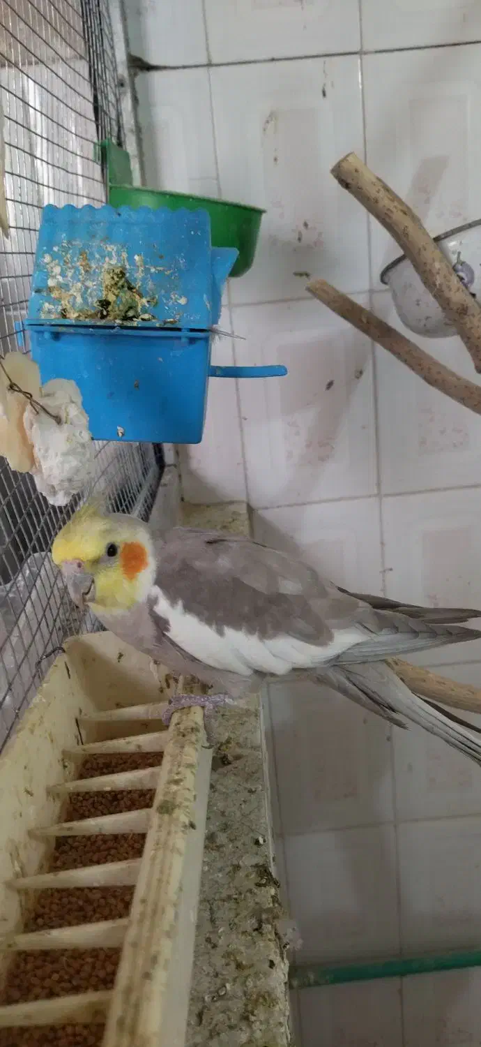 عروس هلندی نر|پرنده|خاش, |دیوار