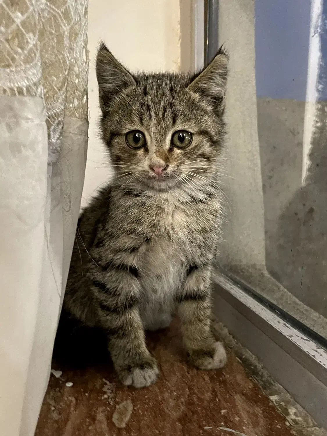 واگذاری بچه گربه|گربه|تبریز, |دیوار